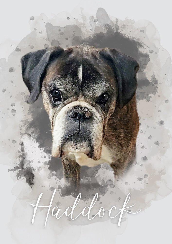 boxer