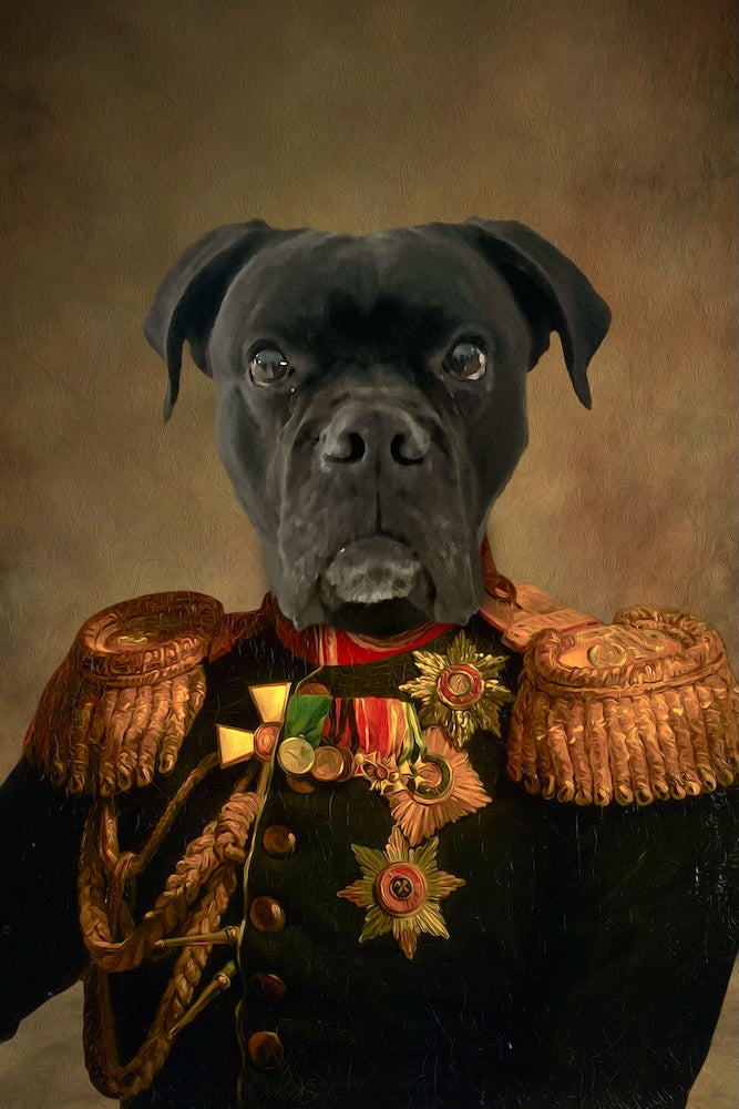 boxer
