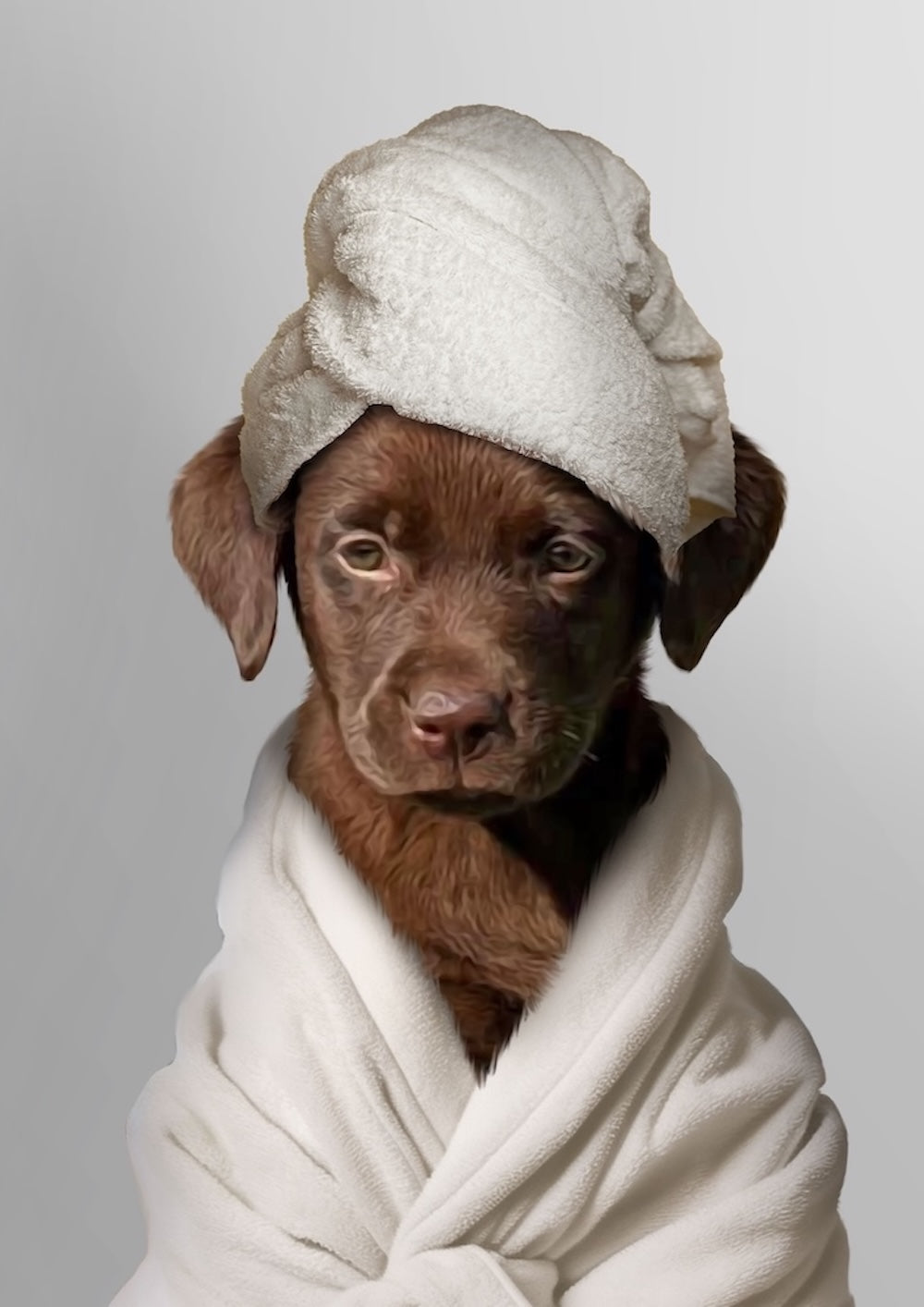 labrador