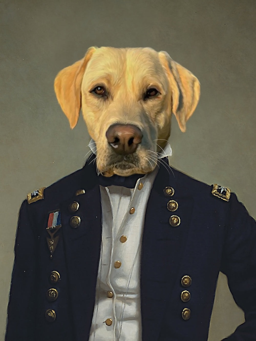 labrador