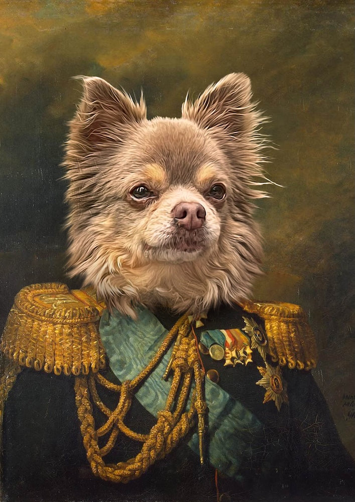 chihuahua