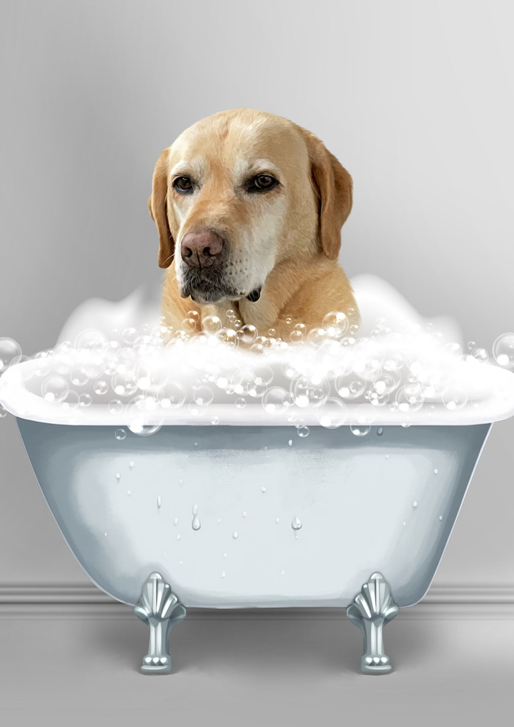 labrador
