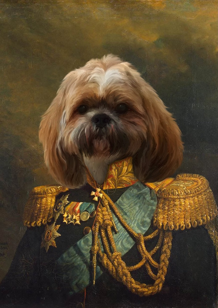 shih-tzu